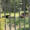 Lions are big cats that live in families called prides. They are actually very lazy. They can sleep up to 20 hours a day to save energy
