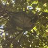 Manuel Antonio: Here is a sloth sleeping we saw in the national park