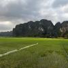 A rice field in Ninh Binh, where the same land can be harvested up to 3 times a year