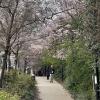 Primrose Hill is a huge park where people sit and watch the sunset, and just outside are the most pretty flower trees I have ever seen