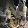 The Hippogriff