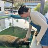 A manatee that is in rehabilitation/ Un manatí que está en rehabilitación