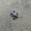 A photo of a baby green sea turtle/Una foto de una cría de tortuga verde marina