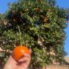 Orange trees