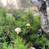 These tiny mushrooms were nestled in moss