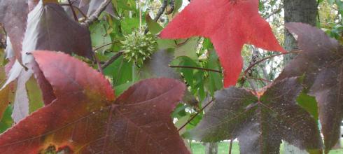 Fall leaves