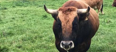 This was the first time I had ever seen a bull in someone's backyard. 