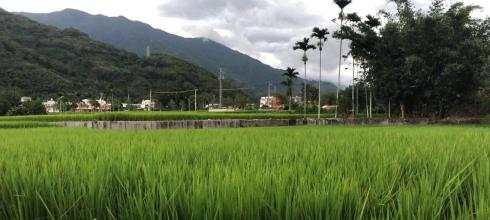 These are the rice fields and mountains that surround my home in Guan Shan. People in Guan Shan focus most of their time on farming the land because rice is one of the most important products of Taiwan.  