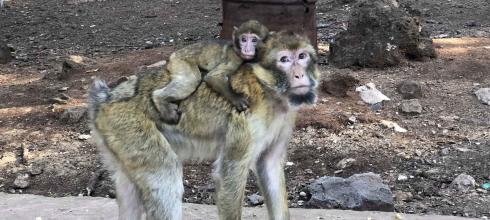 A father and baby monkey enjoying a walk