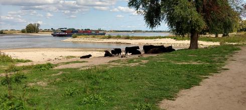 This is a beach in Nijmegen where wild horses live!