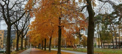 Autumn is in full swing in The Netherlands and the bike lanes are covered in leaves