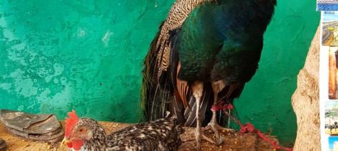 A peacock and a chicken relaxing outside a shop inside the historic Oudaya in Rabat