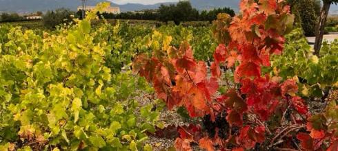 Logroño is the capital of La Rioja, which is where many vineyards are located.