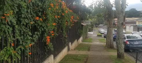 The sidewalk and fence in front of our house, covered in orange flowers