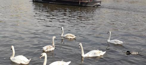 Geese swimming past a river boat