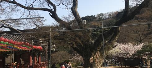 This tree is 1,500 years old and is kept alive with an IV and a sturdy pole, it is the second oldest item at the temple besides the 3,000 year old fort built around the temple
