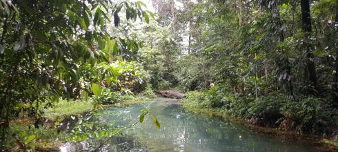 My friends and I found a lake in the middle of the jungle!