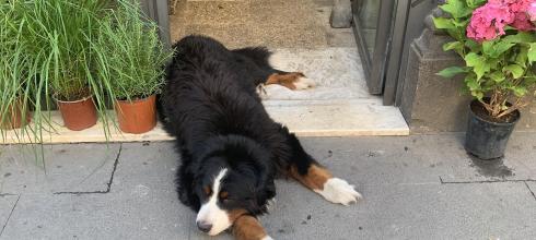 A dog (il cane in Italian) in a flower shop.