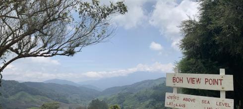 This is the Boh Tea Plantation in the Cameron Highlands of Malaysia located in Perak.