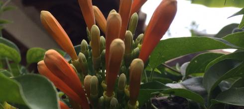 Orange flowers, still unopened, in Antigua