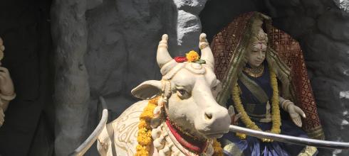 A cow at a local temple