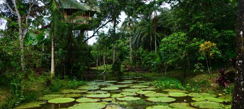 The giant water lilies I got to see in the natural reserve 