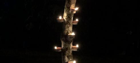Deyas lit upon a tree to celebrate Diwali. 