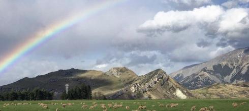 The sheep were too busy munching grass to see the beautiful rainbow above them.