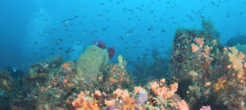 An underwater photo of the ocean my friend took while she went scuba diving.