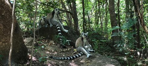 Ring-tailed lemurs 