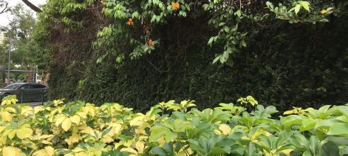 Plants on the street near Tiong Bahru