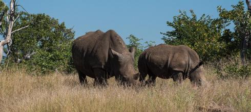 A white rhino mother and baby at Mosi-oa-Tunya National Park