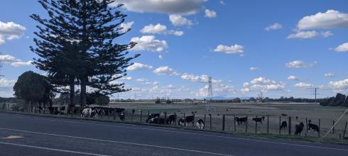 A cow pasture and a Norfolk pine