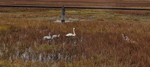 Tundra swans (whistlings) that we saw while we were on our way to get permafrost samples (Photo: Marina Nieto-Caballero)