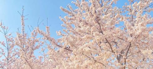 Cherry Blossoms