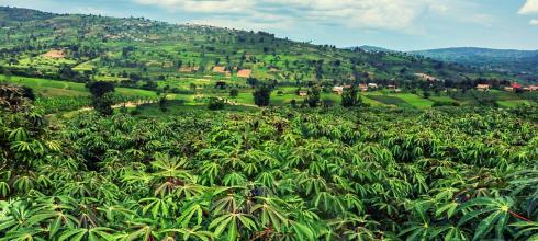 Cassava plants