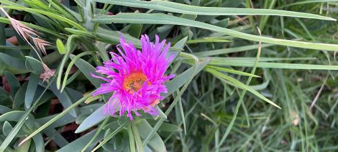 This is a beautiful flower I saw while running through a local park called Las Fuentes. 