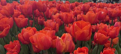 Right now, there are fields of tulips in every color growing in cities all over Europe