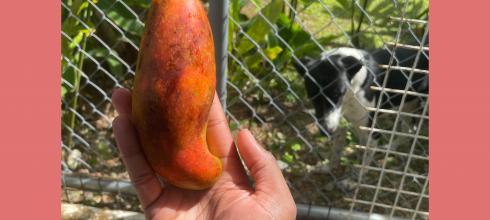 The Tabua mango; in Fijian, "Tabua" is what they called whales tooth!