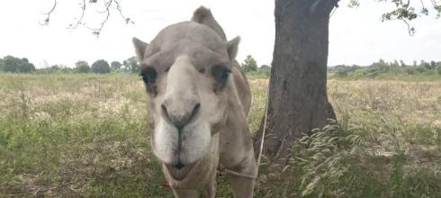 This guy is a pack animal here in Senegal. He is used to transport items for farmers. 