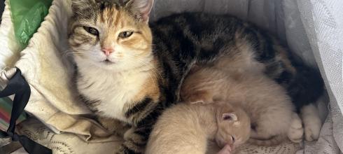 Mama cat and her two new kittens!