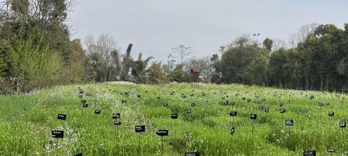 The paddy field at Navdanya