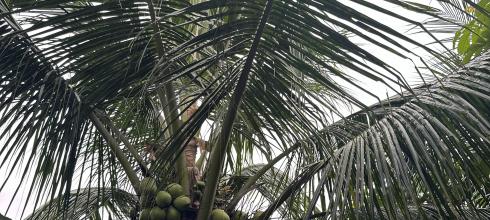 Tall coconut trees like this are everywhere in Indonesia