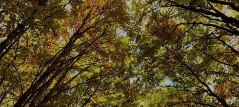 Stunning sky view of trees on my hike 