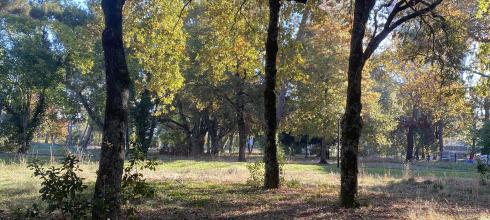 Beautiful nature I captured while on a walk