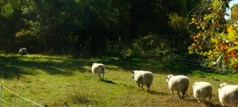 Sheeps on Peacock Island 