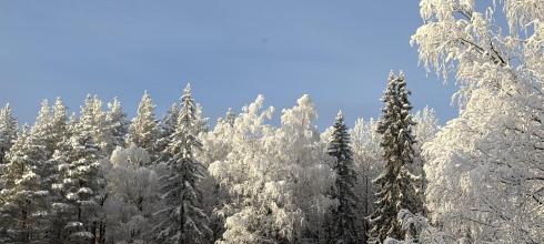 There's so much snow that the trees look white