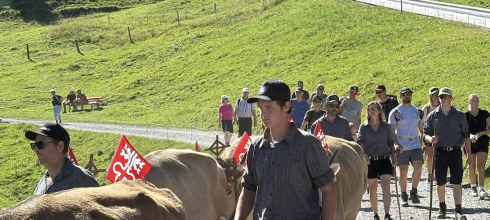 The shepherds guide the cows down the mountain. 