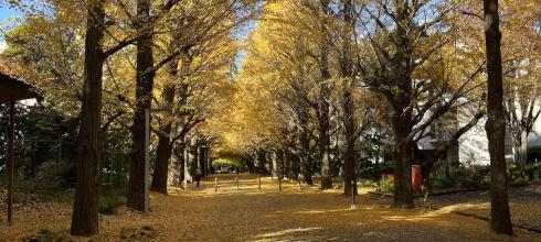 Beautiful gingko trees have turned yellow with the colder weather.