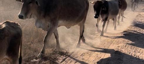 Cows walking home after a day in the grazing lands